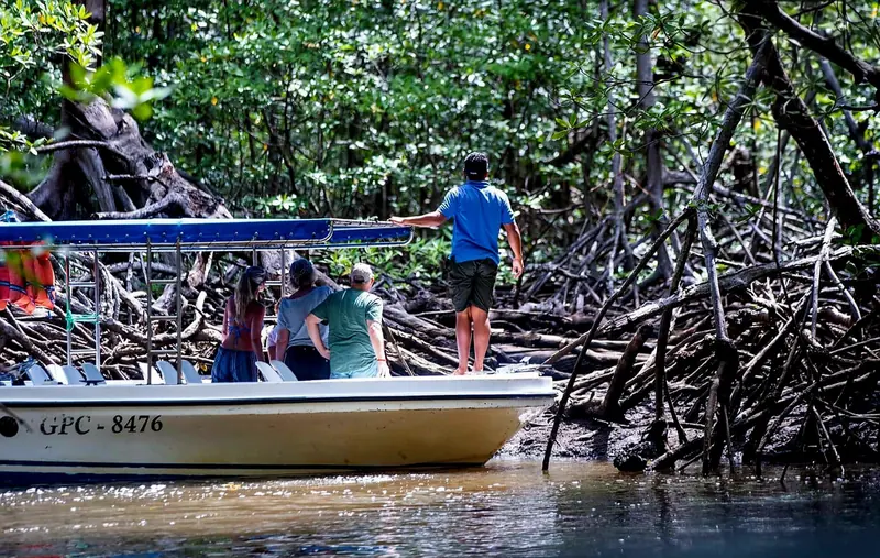 Tour boat with guests and a guide among mangrove roots in the Tamarindo estuary, Costa Rica